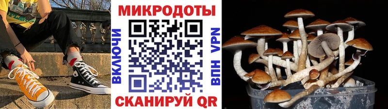 Купить  Дорогобуж  Галлюциногенные грибы прущие грибы 